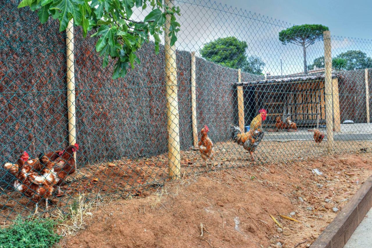 Masia Cal Ros S'Agaro Dış mekan fotoğraf